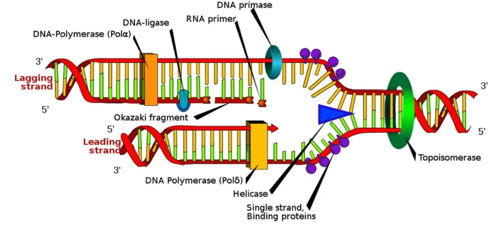 پلیمراز DNA و نقش آن در صنعت پزشکی