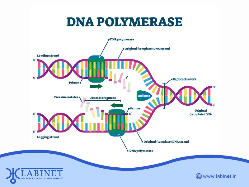 کاربردهای DNA پلیمراز در بیوتکنولوژی و مهندسی ژنتیک