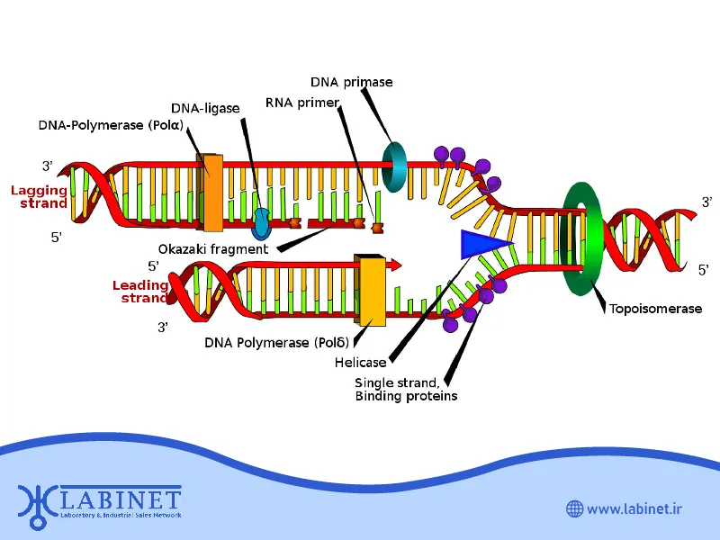آنزیم همانندساز DNA چیست و چه نقشی در همانندسازی DNA دارد؟