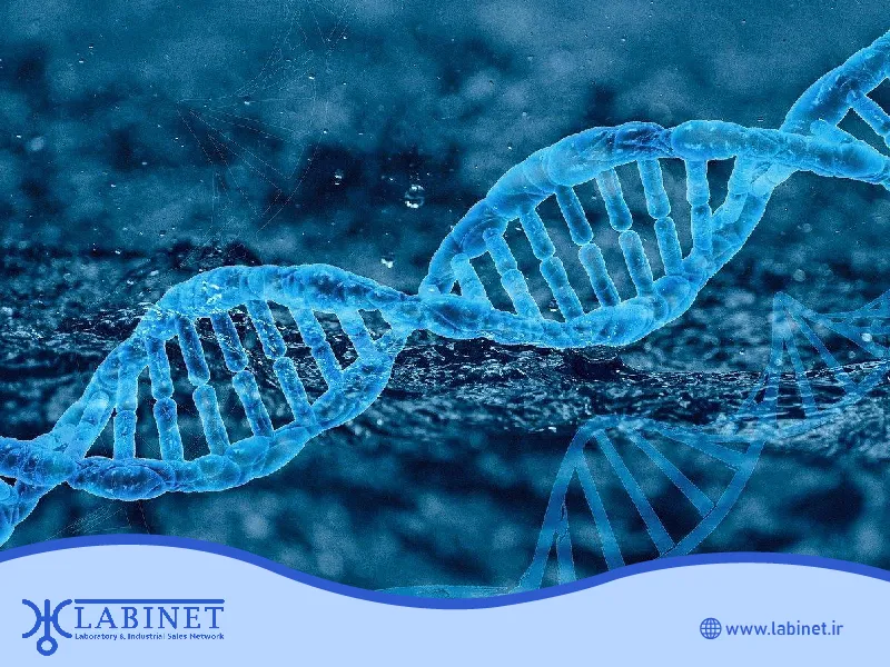 عملکرد DNA پلیمراز در فرآیندهای زیستی و آزمایشگاهی