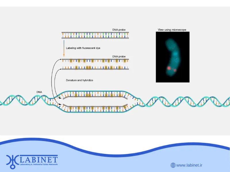 FISH (Fluorescence In Situ Hybridization)