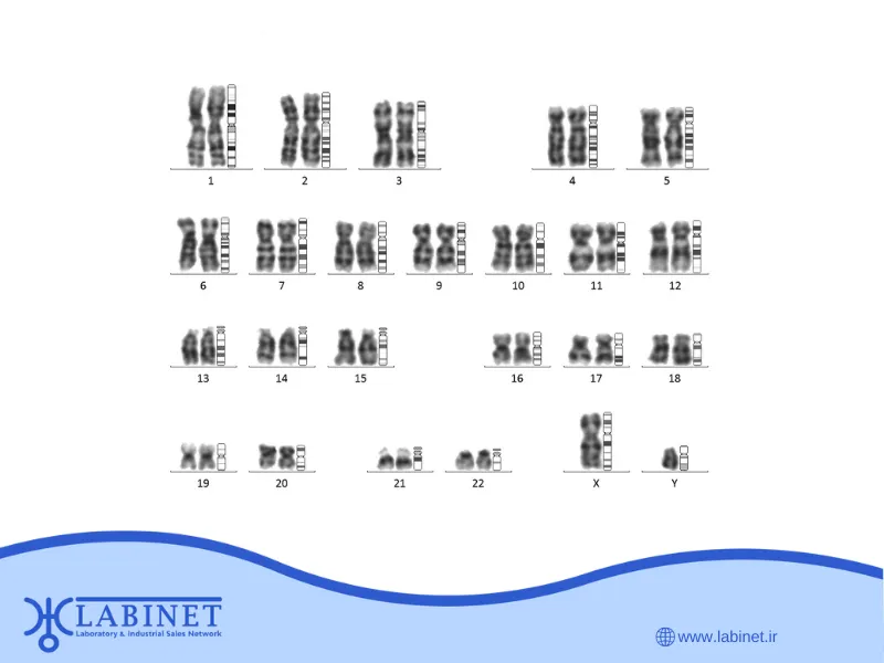 کاریوتایپ مغز استخوان (Bone Marrow Karyotyping)