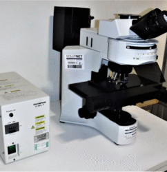 میکروسکوپ فلورسانس Olympus BX41